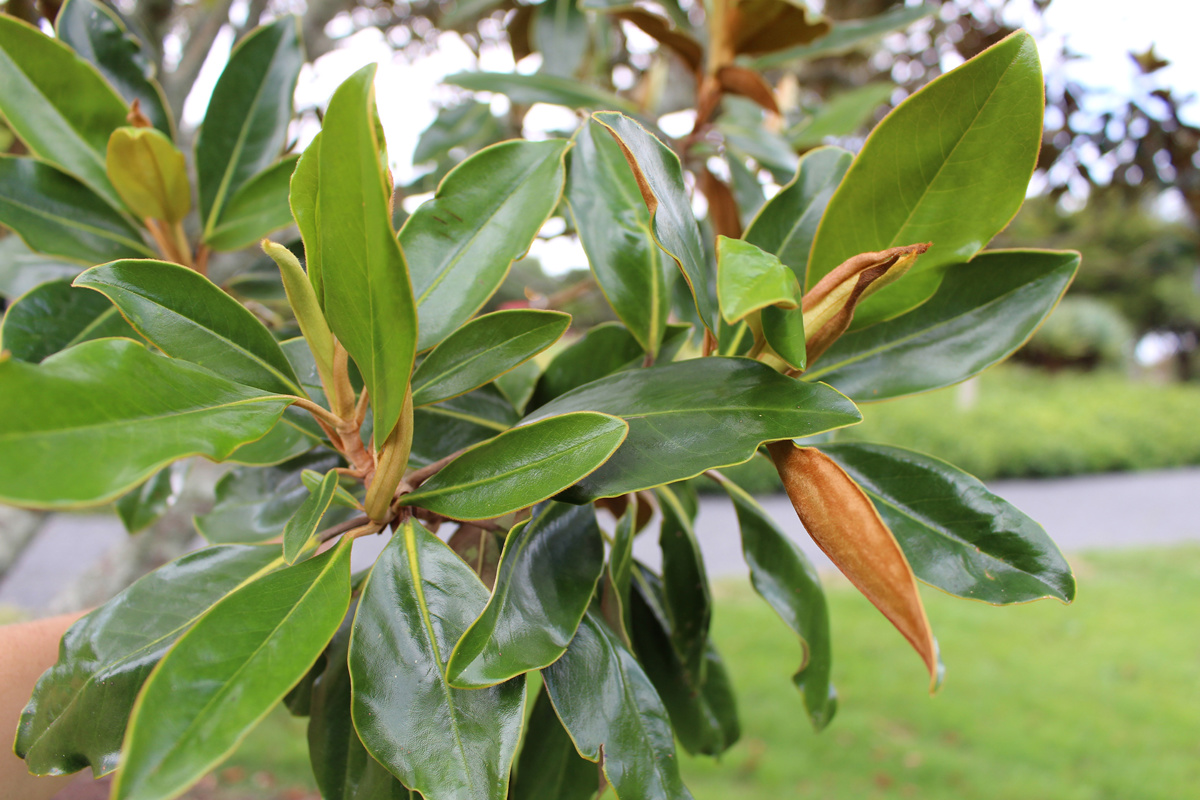 Magnolia grandiflora Little Gem 02.jpg